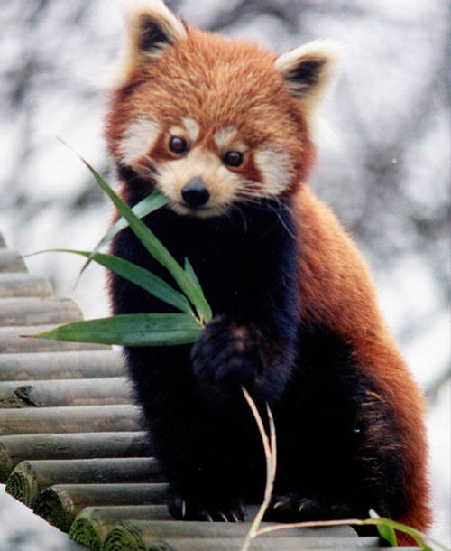 Wacky Wednesday: The Red Panda | gabbywild