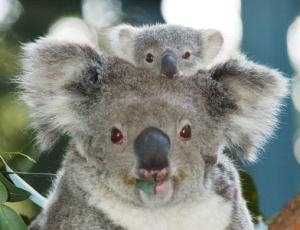koala_baby.jpg?w=300&h=230